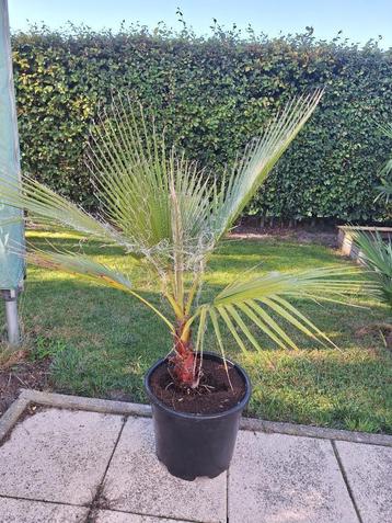 Washingtonia palmboom beschikbaar voor biedingen