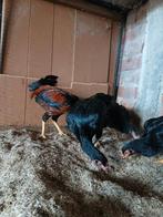 1 jap haan 3 kippen 6 maanden, Dieren en Toebehoren, Pluimvee