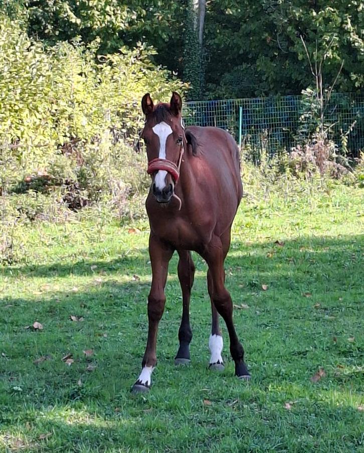 merrie veulen, Dieren en Toebehoren, Paarden, Merrie, Z, Met stamboom, Gechipt, Ontwormd, Ingeënt