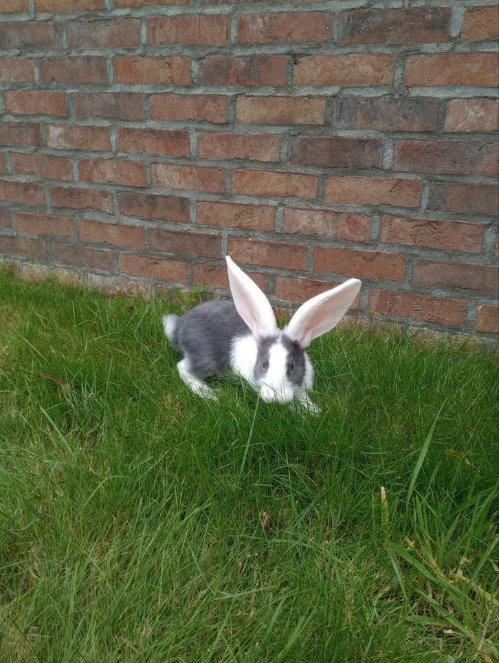 Duitse reus konijnen rammen en voedsters, Dieren en Toebehoren, Konijnen, Groot, Meerdere dieren
