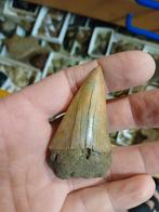 Haaientand rumst, Ophalen of Verzenden