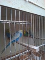 Grasparkieten regenbogen 10euro stuk, Dieren en Toebehoren