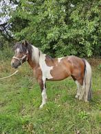 Mooie 8-jarige pinto dekhengst, Dieren en Toebehoren, Niet van toepassing, Hengst, A pony (tot 1.17m), Recreatiepony