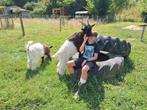 Jonge bokjes van Wallische geit., Dieren en Toebehoren, Schapen, Geiten en Varkens, Mannelijk, Geit
