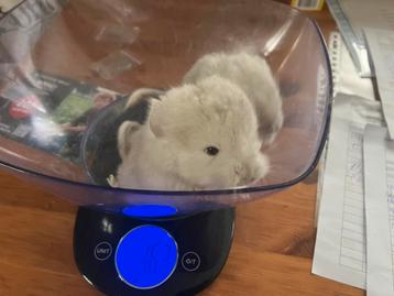 Beige violet angora (drager) chinchilla bokjes beschikbaar voor biedingen