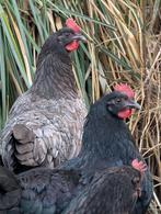 silverudds bla - silverudd blue kippen, Dieren en Toebehoren, Meerdere dieren, Kip