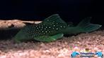 L128 +- 14 cm, Dieren en Toebehoren, Vissen | Aquariumvissen