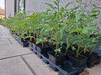 Tomatenplanten soorten -> foto's, Jardin & Terrasse, Plantes | Jardin, Enlèvement