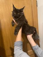Accessoire maine coon, Dieren en Toebehoren, Ophalen