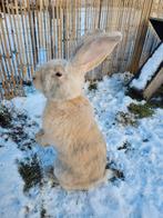 Duitse reus, Dieren en Toebehoren, Konijnen, Groot