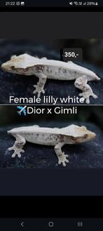 0.1 High End Lilly White wimpergekko vrouw, Hagedis, Tam, 0 tot 2 jaar