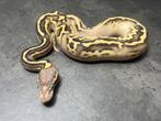 Ball pythons python regius morphs, Animaux & Accessoires, Reptiles & Amphibiens, Serpent, Domestique, 0 à 2 ans