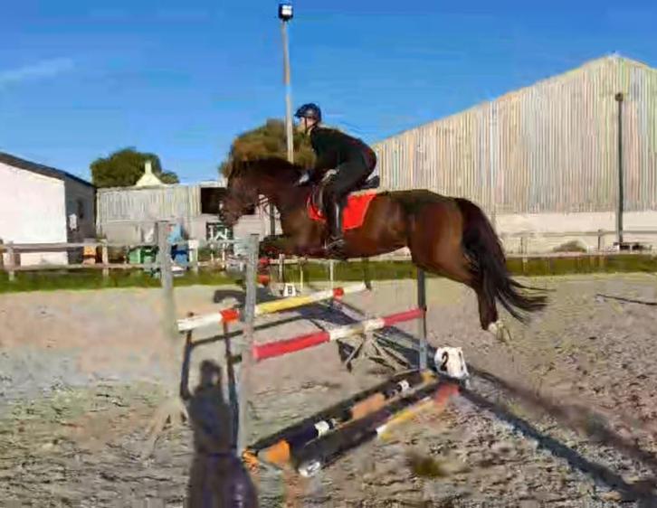 Spring- en recreatiepaarden en Shetlander, Dieren en Toebehoren, Paarden, Merrie, Zadelmak, 160 tot 165 cm, 7 tot 10 jaar, Springpaard