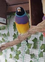 Gouldamandine koppel, Dieren en Toebehoren, Meerdere dieren, Tropenvogel