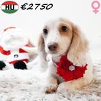 Teckel à poil long (femelles) chiots piebald Isabel & crème, 15 semaines à 1 an, Parvovirose, Chienne, Poils longs