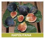 Mooie VIJGENPLANTEN "NAPOLITANA", +/-80/+ CM = 15€/Stuk, Tuin en Terras, Planten | Tuinplanten, Volle zon, Vaste plant, Ophalen of Verzenden