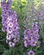Delphinium hyb. Guinevere, Tuin en Terras, Planten | Tuinplanten, Ophalen