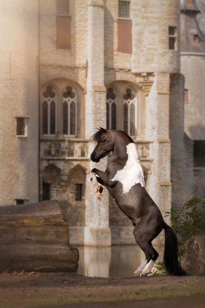 AMHA / NMPRS / AMHR dekhengsten ter dekking, Promoweken, Animaux & Accessoires, Chevaux & Poneys | Étalons & Juments poulinières