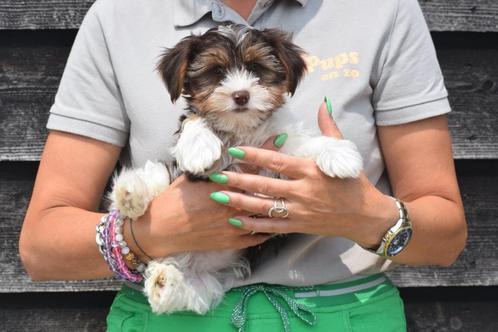 Biewer Yorkshire terrier pups, Dieren en Toebehoren, Honden | Chihuahua's en Gezelschapshonden, Meerdere dieren, Overige rassen