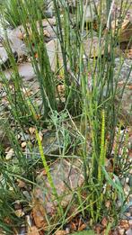 Japanse holpijp, Tuin en Terras, Ophalen of Verzenden