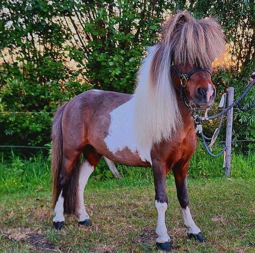 Zeer mooie en kindvriendelijke miniatuurpaardje, Dieren en Toebehoren, Pony's, Hengst, Niet van toepassing, 11 jaar of ouder, Met stamboom
