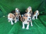 Beagle pups, Dieren en Toebehoren, Honden | Beagles, Bassets en Lopende honden, Beagle, 15 weken tot 1 jaar, Buitenland, CDV (hondenziekte)