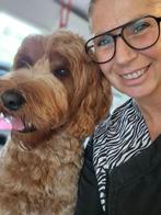 trimsalon Labradoodles & Curly Friends zoekt hondjes, Diensten en Vakmensen, Trimmen of Verzorging