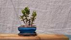 Bonsai Crassula, Huis en Inrichting, Kamerplanten, Ophalen of Verzenden, Bonsai