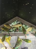 MOOIE KLEUREN GRASPARKIETEN VANAF 15 EURO/KOPPEL, Dieren en Toebehoren, Vogels | Parkieten en Papegaaien, Meerdere dieren, Parkiet