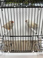 Koppel Charcoal masker x split Charcoal masker zebravinken, Animaux & Accessoires