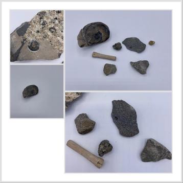 Fossielen Lyme Regis Jurassic Coast Engeland beschikbaar voor biedingen