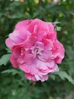 Hibiscus Syr Duc De Brabant, Tuin en Terras, Ophalen