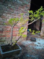 Bonsai azalea wit, Ophalen