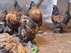 Broedeieren brahma goud zwart gezoomd, Dieren en Toebehoren