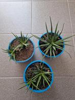 Kamerplant, Ophalen, Overige soorten, Minder dan 100 cm