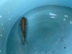 Koi - Chagoi - GinRin - 9cm, Dieren en Toebehoren, Karper of Koi