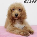Cavapoo pups te koop, 15 weken tot 1 jaar, Buitenland, CDV (hondenziekte), Meerdere