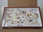 Vlinderkast taxidermie vlinders collectie 90x50 vintage 1964, Verzamelen, Dierenverzamelingen, Ophalen of Verzenden, Gebruikt