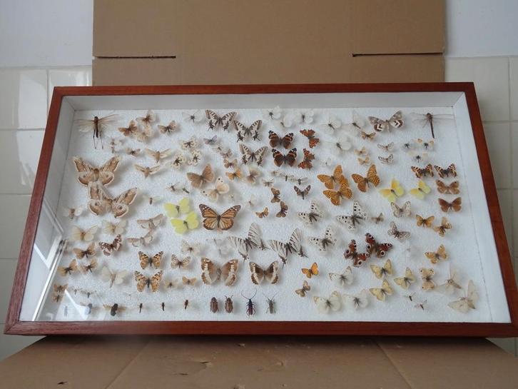 Vlinderkast taxidermie vlinders collectie 90x50 vintage 1964, Verzamelen, Dierenverzamelingen, Gebruikt, Opgezet dier, Insect