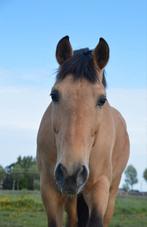 PRE ruin, Dieren en Toebehoren, Paarden, Minder dan 160 cm, B, Gechipt, Ruin