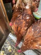 Legkippen te koop, Dieren en Toebehoren, Pluimvee, Vrouwelijk, Kip