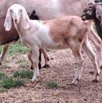 Anglo-Nubische geit Anglo-Nubische geit, Dieren en Toebehoren, Geit