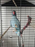 Tamme blauwe halsband parkiet man