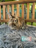 TER ADOPTIE !! Gecastreerde gevaccineerde ram, Dieren en Toebehoren, Mannelijk, Klein, 0 tot 2 jaar