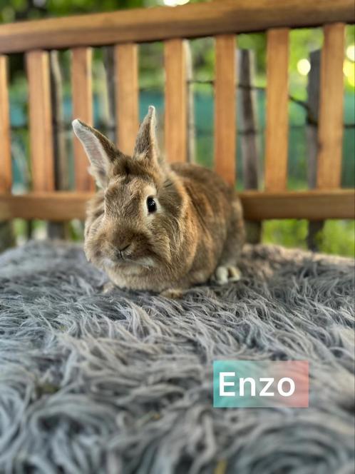 TER ADOPTIE !! Gecastreerde gevaccineerde ram, Dieren en Toebehoren, Konijnen, Klein, Mannelijk, 0 tot 2 jaar