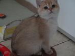 kitten brits korthaar, Dieren en Toebehoren, Meerdere dieren, Gechipt, 0 tot 2 jaar
