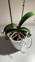 Orchidée, Enlèvement