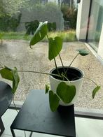 Kamerplant monstera deliciosa, Huis en Inrichting, Kamerplanten, Ophalen of Verzenden