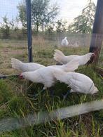 4x haan zilverbrakel witgeband x goudbrakel, Dieren en Toebehoren