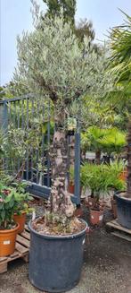 Olijfboom Olea Europaea, Tuin en Terras, Planten | Bomen, Ophalen, Olijfboom